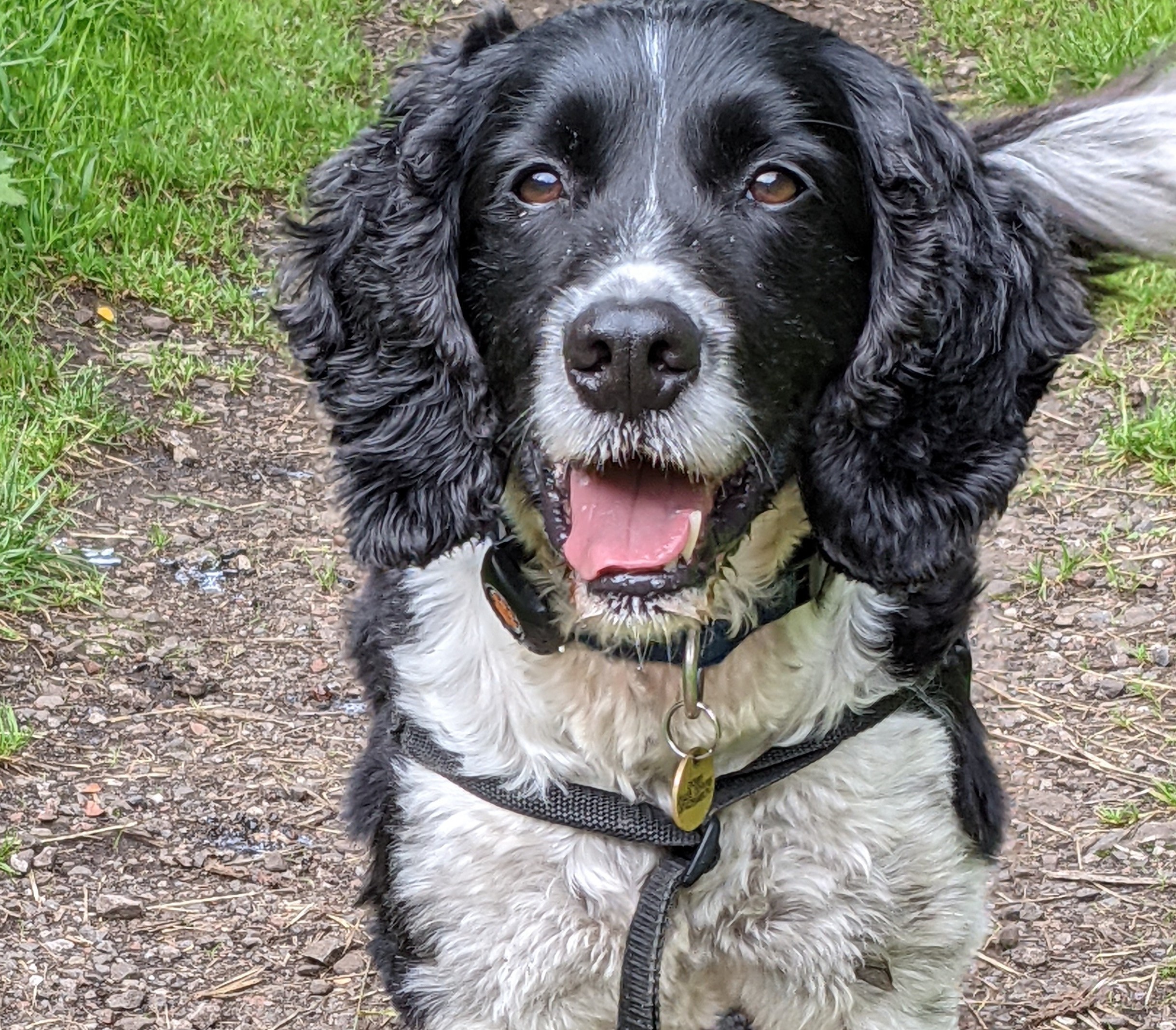 Dog hall of fame: Barnard Castle hotel, Teesdale hotel, - The Rose and ...