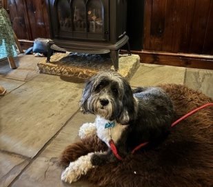 Bruno especially enjoyed the treats and the sheepskin rugs in the bar.